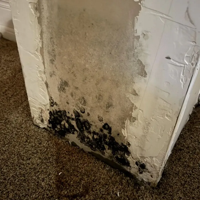 Professional Mold Removal in Marietta, WA